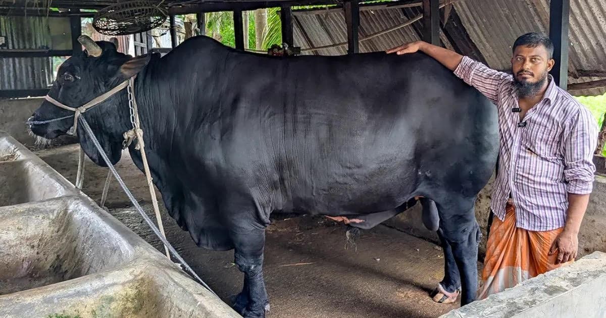 খালেদা জিয়াকে ষাঁড় উপহার দেওয়া খামারি সোহাগ কারাগারে