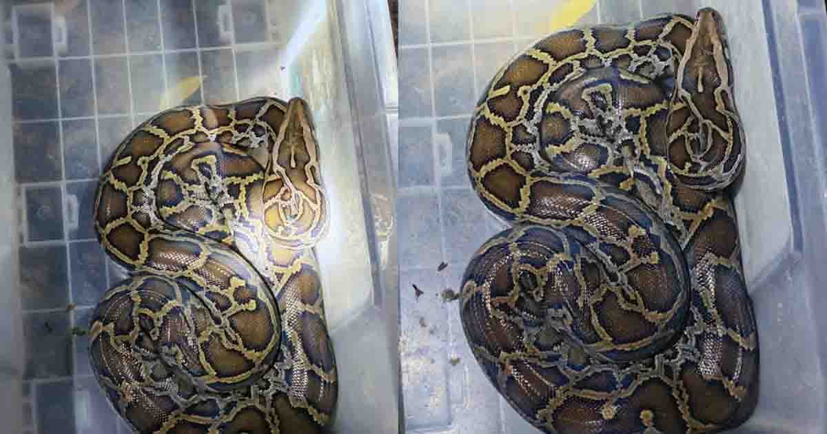 শ্রীমঙ্গলে উদ্ধার হওয়া অজগর লাউয়াছড়ায় অবমুক্ত