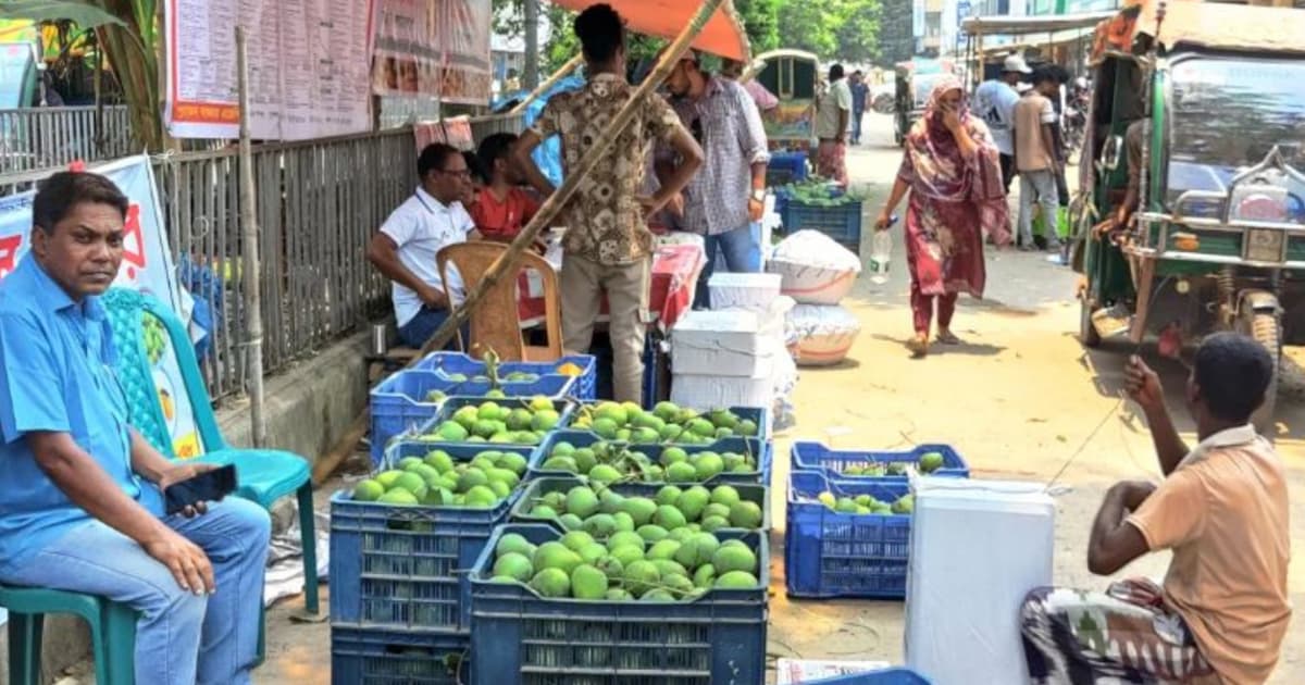 ঢলন প্রথাসহ নানামুখী চাপে চাঁপাইনবাবগঞ্জের আম চাষিরা