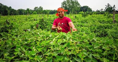 বীরগঞ্জে পটল চাষে কৃষকের বাজিমাত