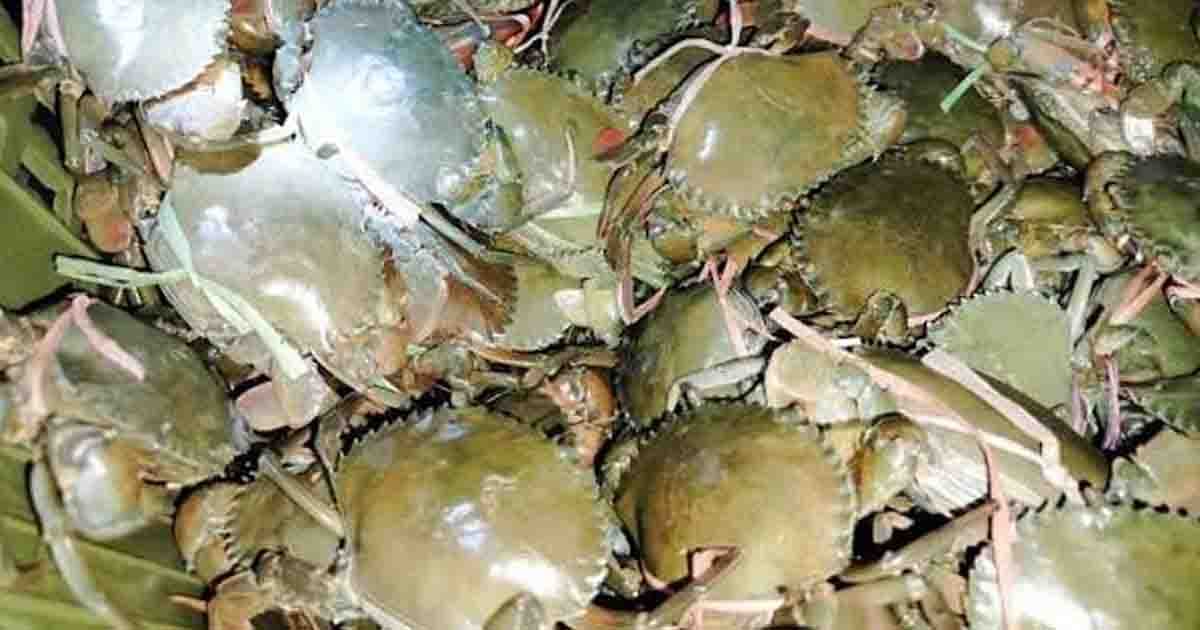 শ্যামনগরে মরা কাঁকড়ার দুর্গন্ধে অতিষ্ঠ এলাকাবাসী