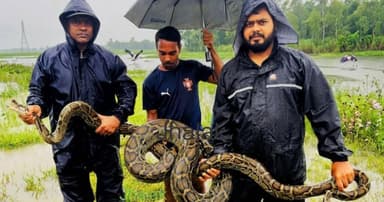 হাইল হাওরে মাছের জালে ১২ ফুটের অজগর