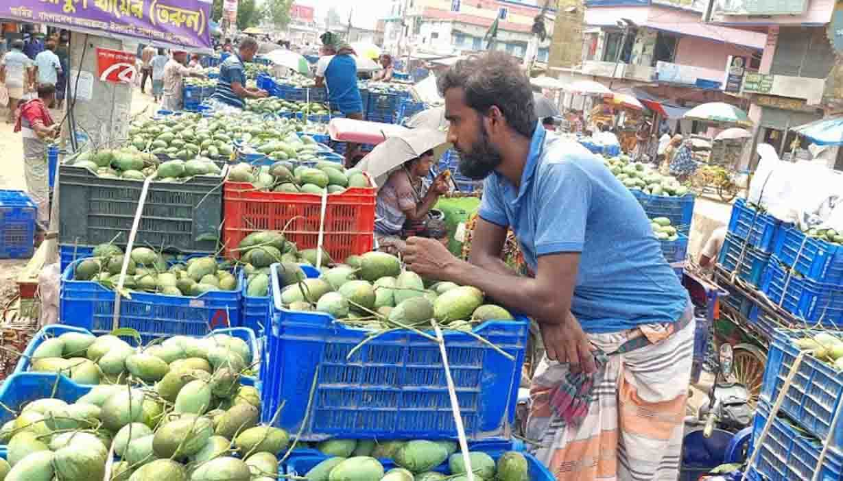 আমের রাজধানী সাপাহারে ফুরফুরে ব্যবসায়ীরা, বিপাকে চাষিরা