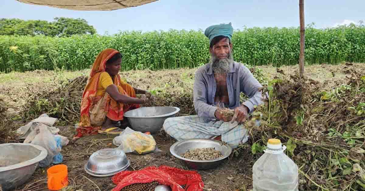 পদ্মার চরে বাদাম তোলার ধুম, ভালো ফলনে খুশি চাষিরা