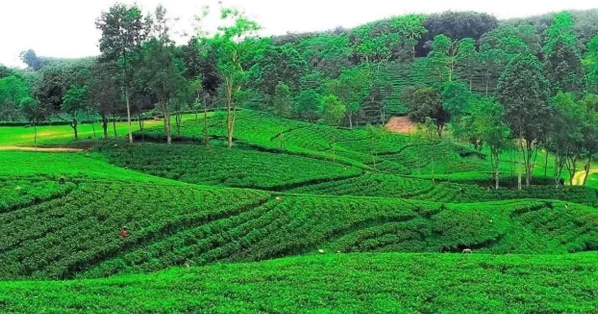 প্রধানমন্ত্রীর সফর: মৌলভীবাজারে ৯২ চা বাগানে ছুটি