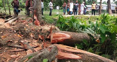 বিদ্যালয়ের মাঠ দখল করে গাছ কাটার অভিযোগ