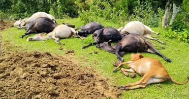 বজ্রপাতে ১৪টি গবাদিপশুর মৃত্যু