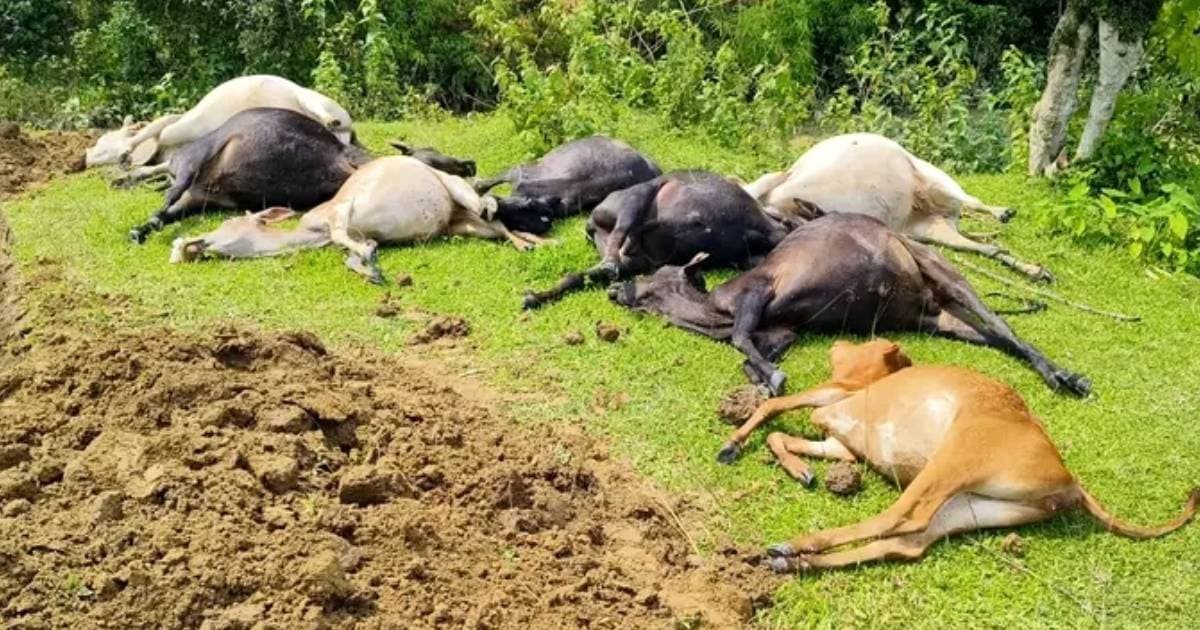 বজ্রপাতে ১৪টি গবাদিপশুর মৃত্যু