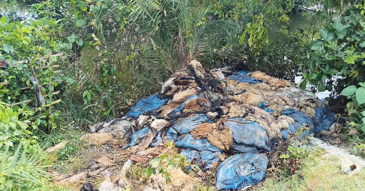 কোরবানির পশুর চামড়ার দুর্গন্ধে অতিষ্ট এলাকাবাসী