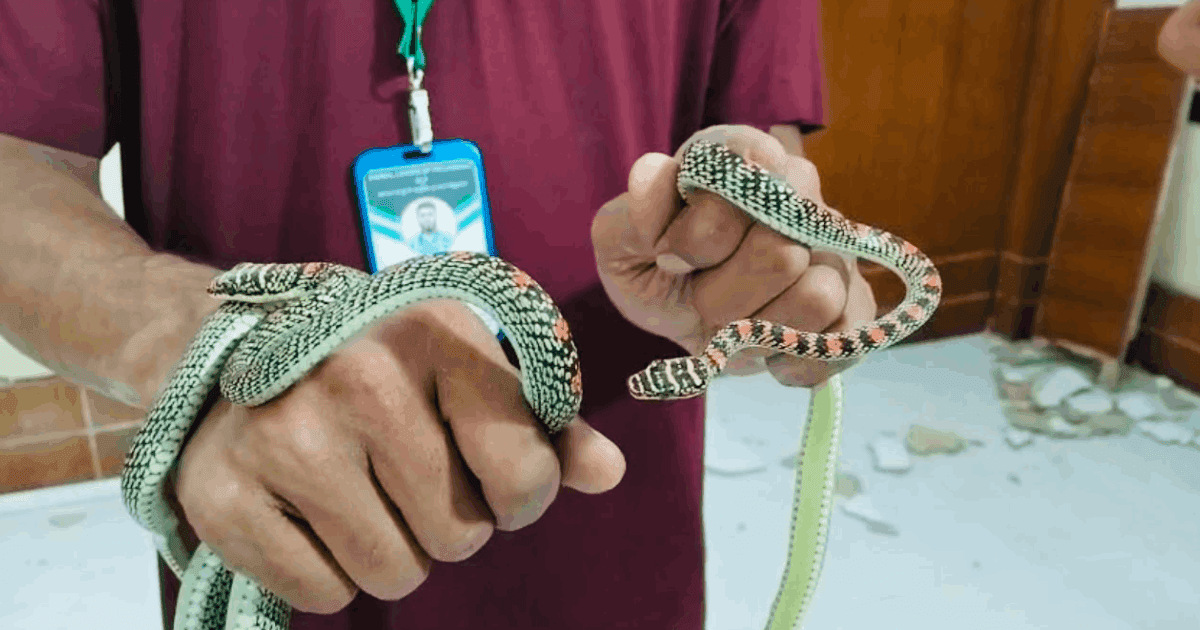বরিশালে এক সপ্তাহে পাঁচটি ‘কাল-নাগিনী’ সাপ উদ্ধার
