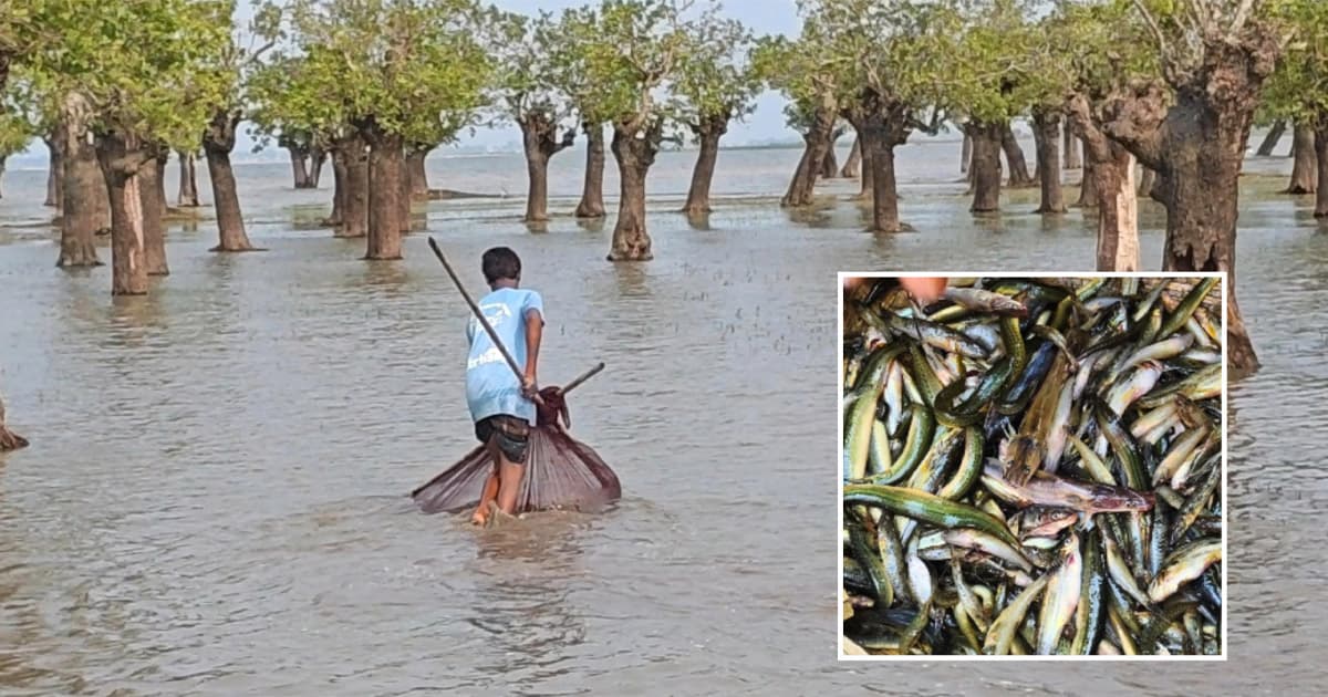 টাঙ্গুয়ার হাওরে মাছের তীব্র সংকট, বিলুপ্তির পথে দেশিও প্রজাতি