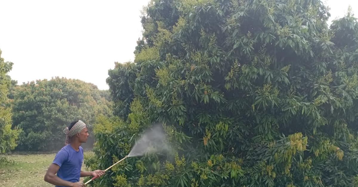 ঈশ্বরদীতে গাছে গাছে উঁকি দিচ্ছে লিচুর সোনালি মুকুল