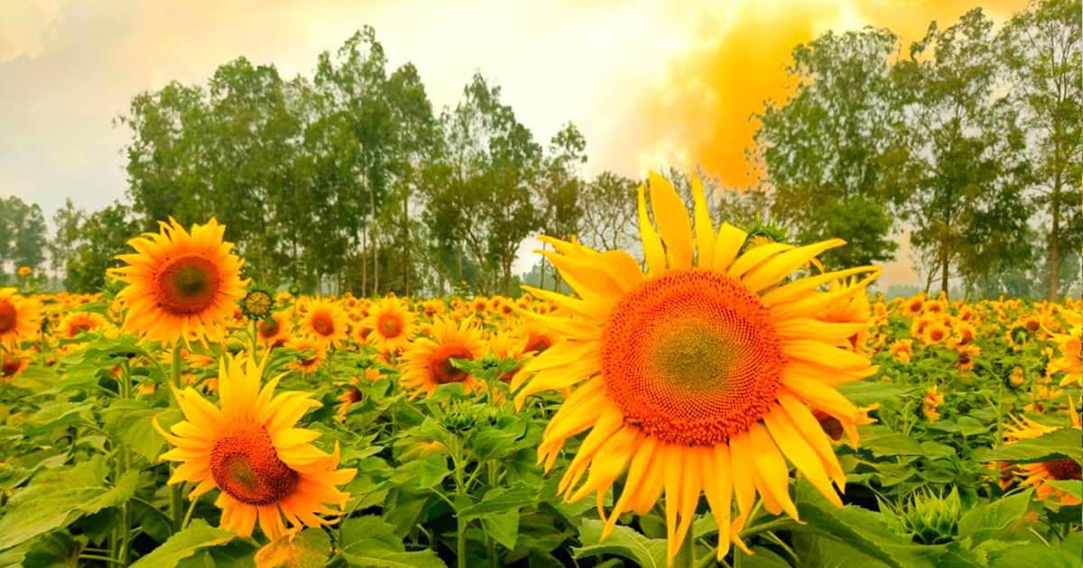 সূর্যের দিকে মুখ তুলে আশার গল্প বলছে সূর্যমুখী মাঠ