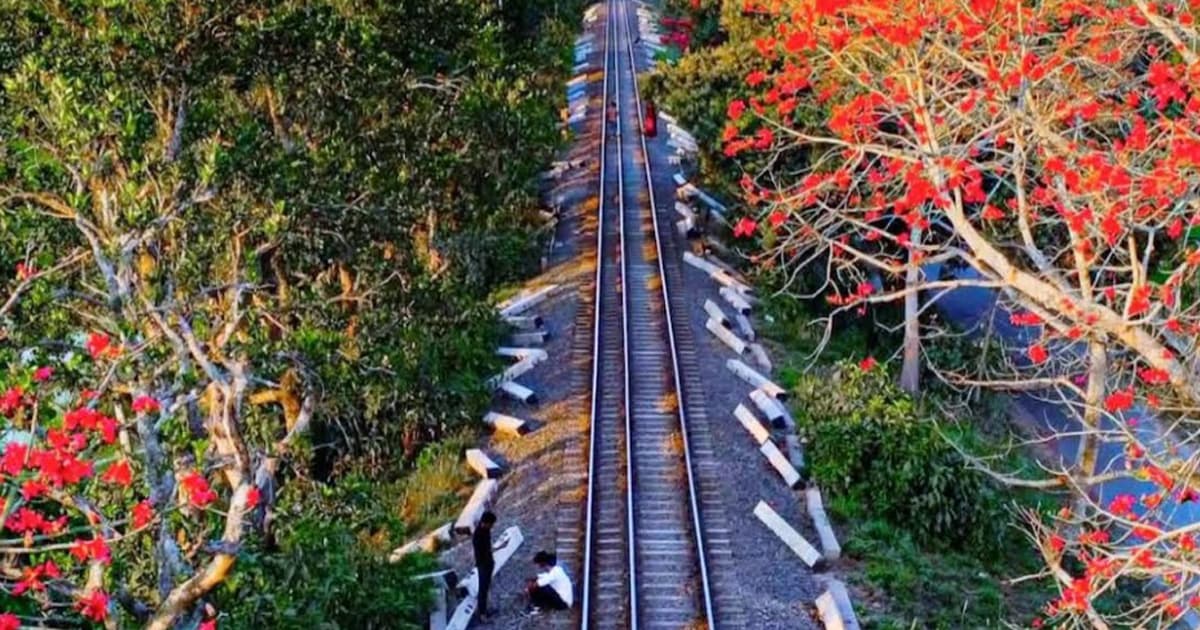 উল্লাপাড়ায় শিমুলের সাজে রেলপথ, বাড়ছে প্রকৃতি প্রেমীর ভিড়