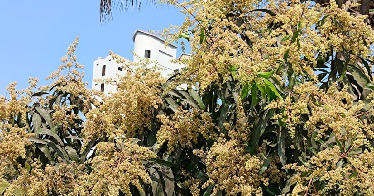 আমের মুকুলে সেজেছে গোবিপ্রবি ক্যাম্পাস