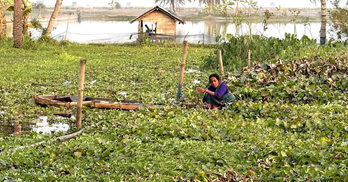 যশোরে জলাবদ্ধতায় বোরো আবাদ থেকে বঞ্চিত প্রায় ১৩ হাজার বিঘা জমি