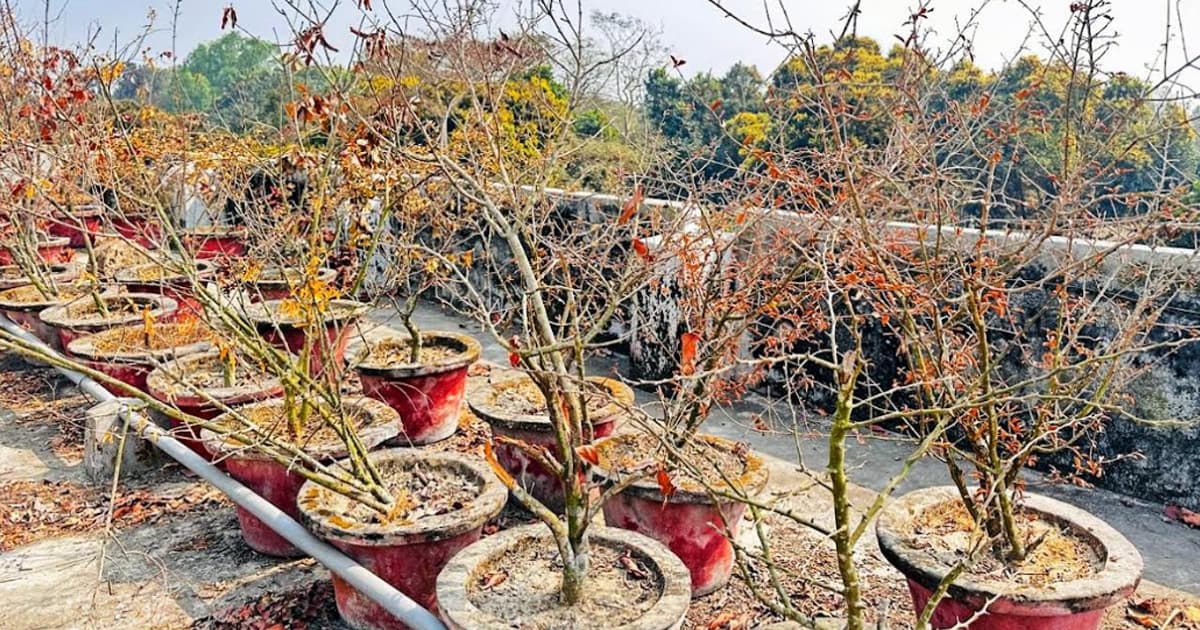 কয়েক লক্ষ টাকার ছাদ বাগান এখন মৃত গাছের কবরস্থান