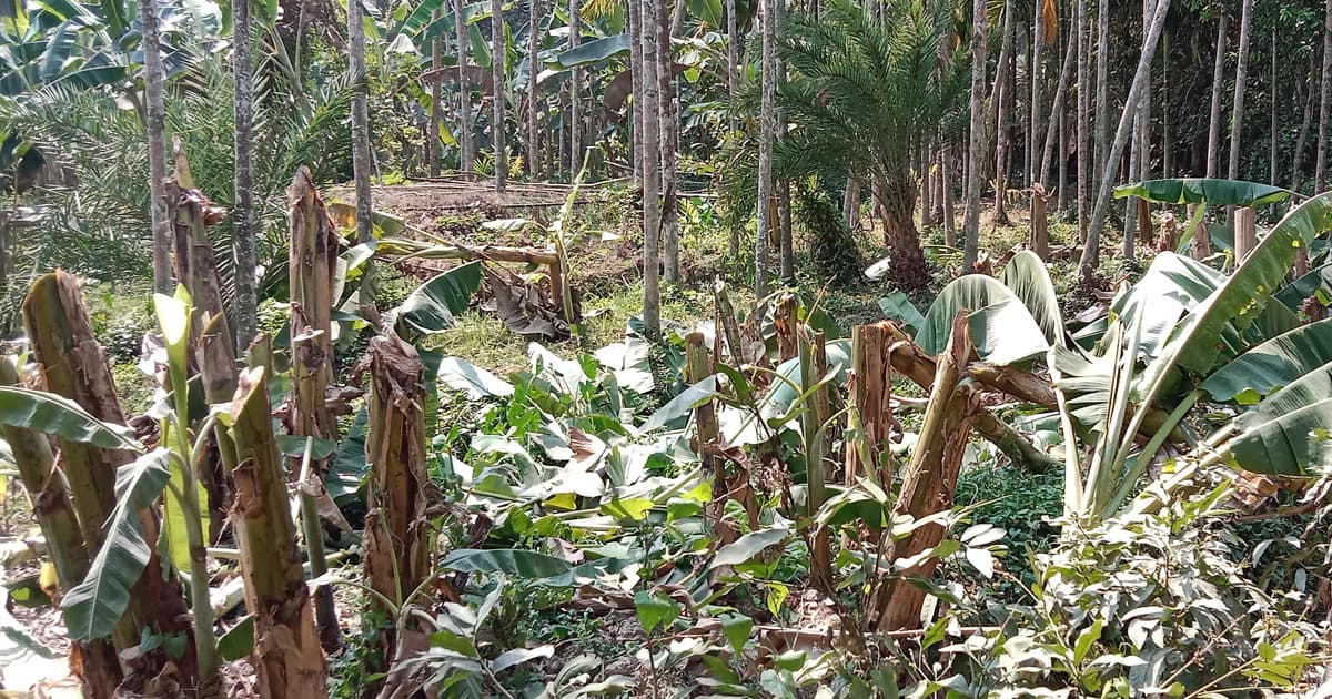 কাঁঠালিয়ায় কলা গাছের সাথে শক্রতা