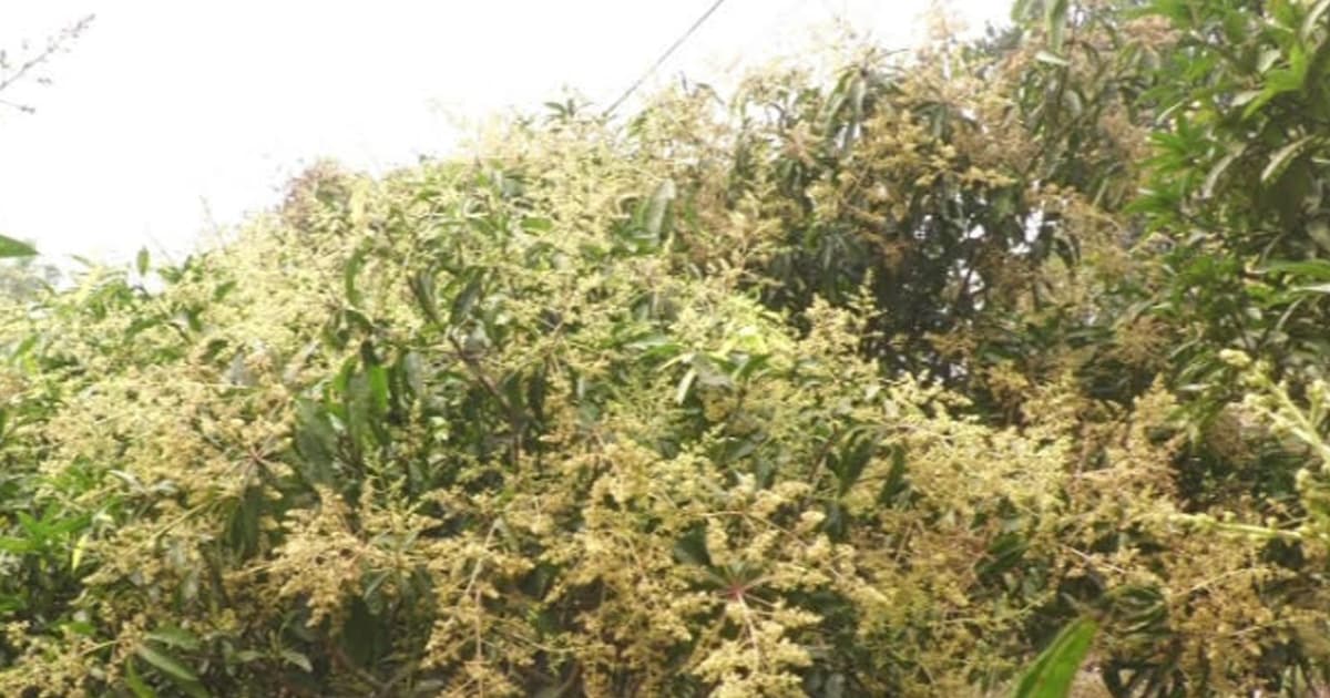 মুকুলে ছেয়ে গেছে মৌলভীবাজারের আম বাগান, বাম্পার ফলনের আশা