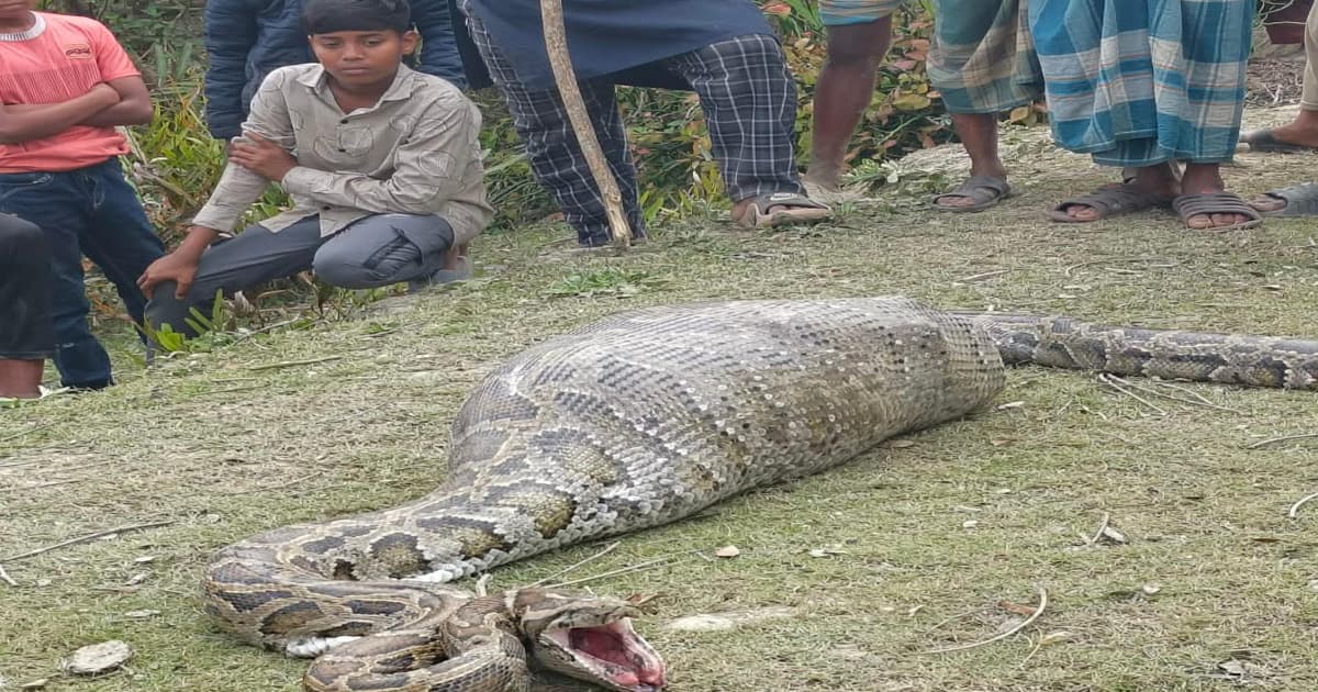 লোকালয় এসে আস্ত ছাগল গিলে খেলো অজগর