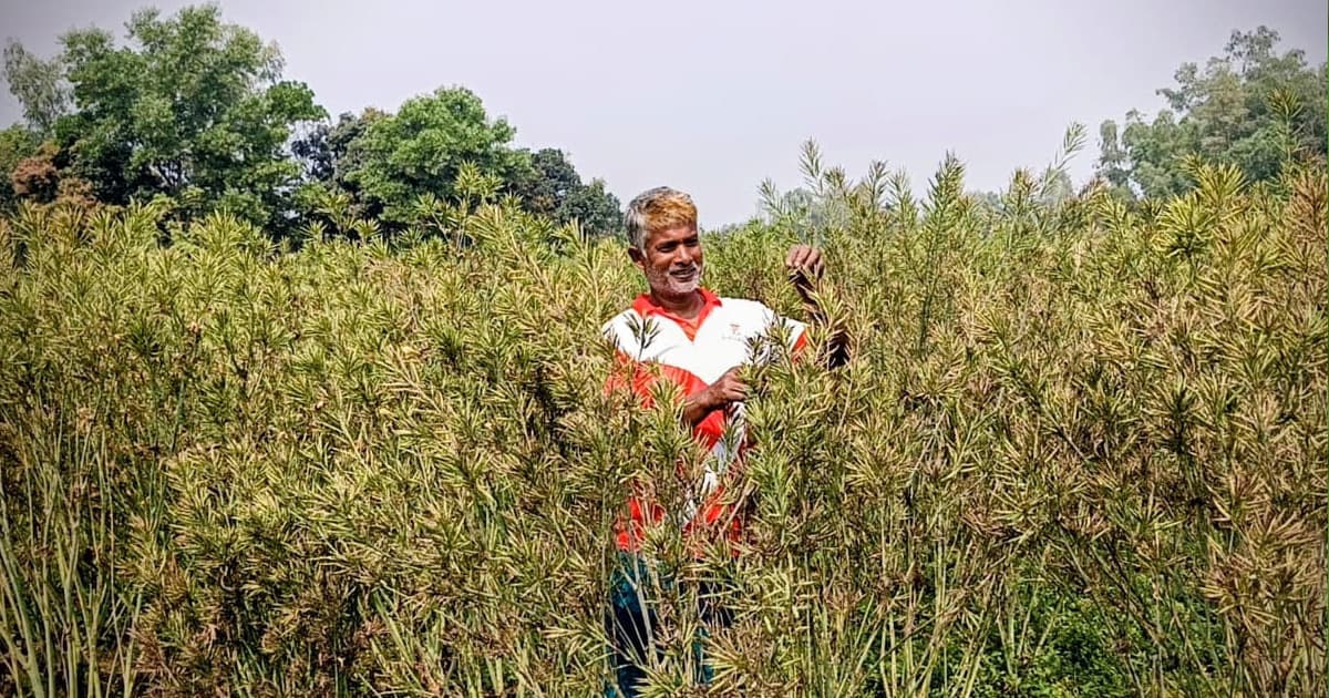 সারিয়াকান্দিতে ভিয়েতনামী ‘স্মিতা ৭৭৭’ সরিষা চাষে বাজিমাত