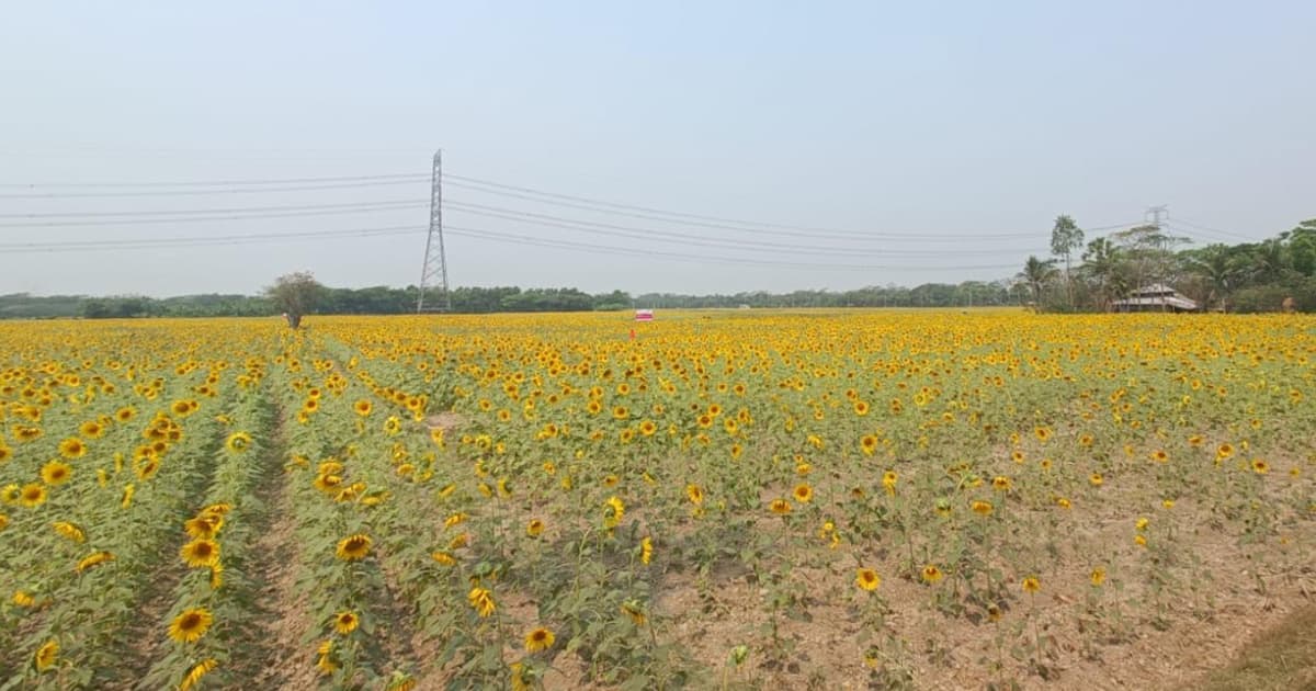 বরিশালে সূর্যমুখীর সোনালি ঢেউ, কৃষকের স্বপ্ন ও অর্থনীতির নতুন সম্ভাবনা