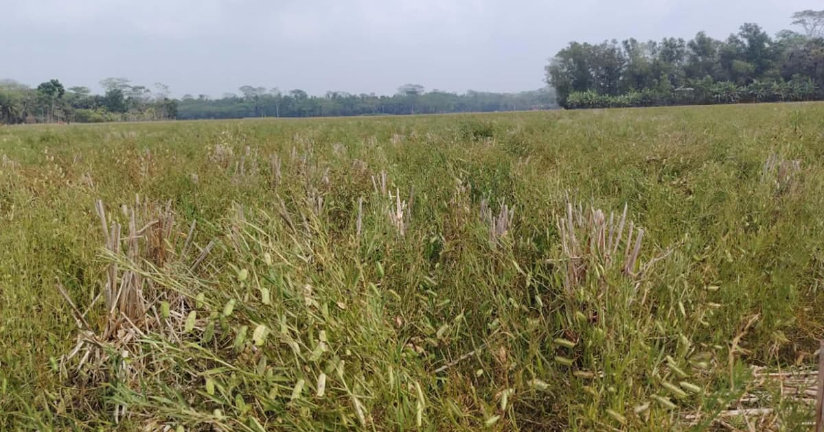 কম পরিশ্রমে অধিক লাভের পরেও শরণখোলায় কমেছে কলাইয়ের চাষ