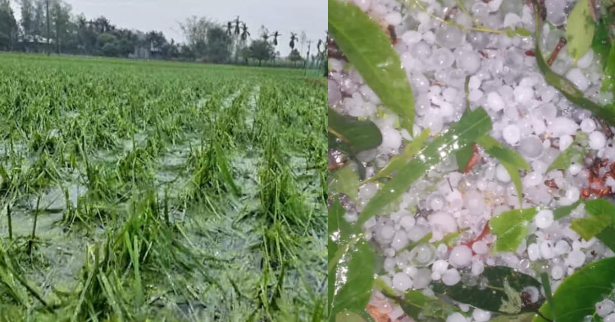 নীলফামারীতে কালবৈশাখি ঝড়ের সঙ্গে শিলাবৃষ্টি, ফসলের ব্যাপক ক্ষয়ক্ষতি