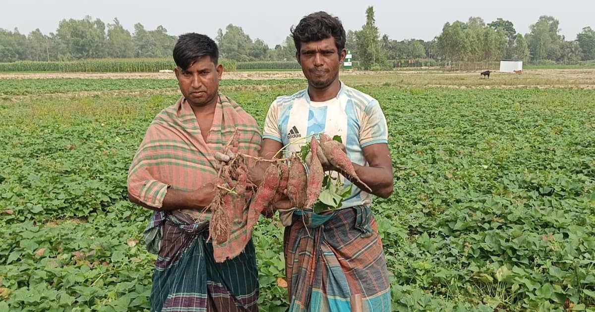সারিয়াকান্দিতে জাপানি মিষ্টি আলু চাষে কৃষকের ভাগ্যবদল