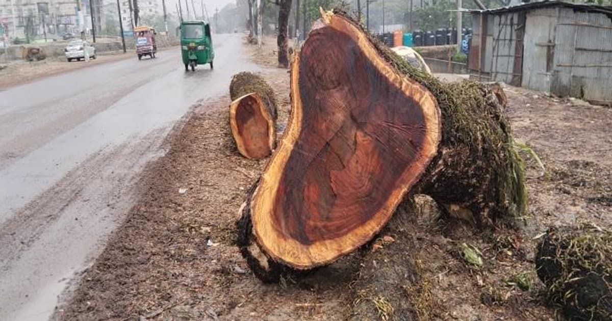 সুনামগঞ্জ বনবিভাগের কাণ্ড, ২৫ কোটির গাছ কোটিতে বিক্রি!