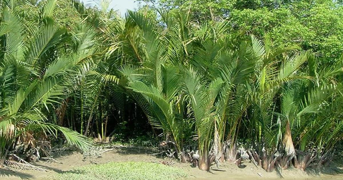 ঈদের আনন্দ নয়,  বাওয়ালি পরিবারগুলোতে চলছে নীরব কান্না
