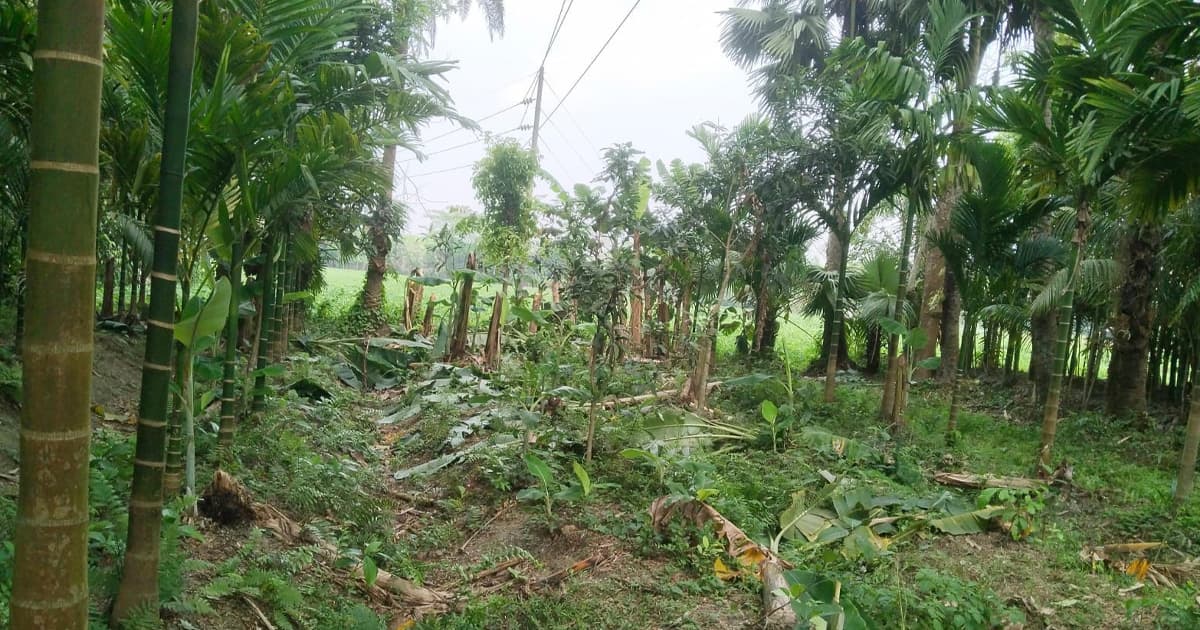 ভোলায় নিষেধাজ্ঞা অমান্য করে গাছ কাটার অভিযোগ