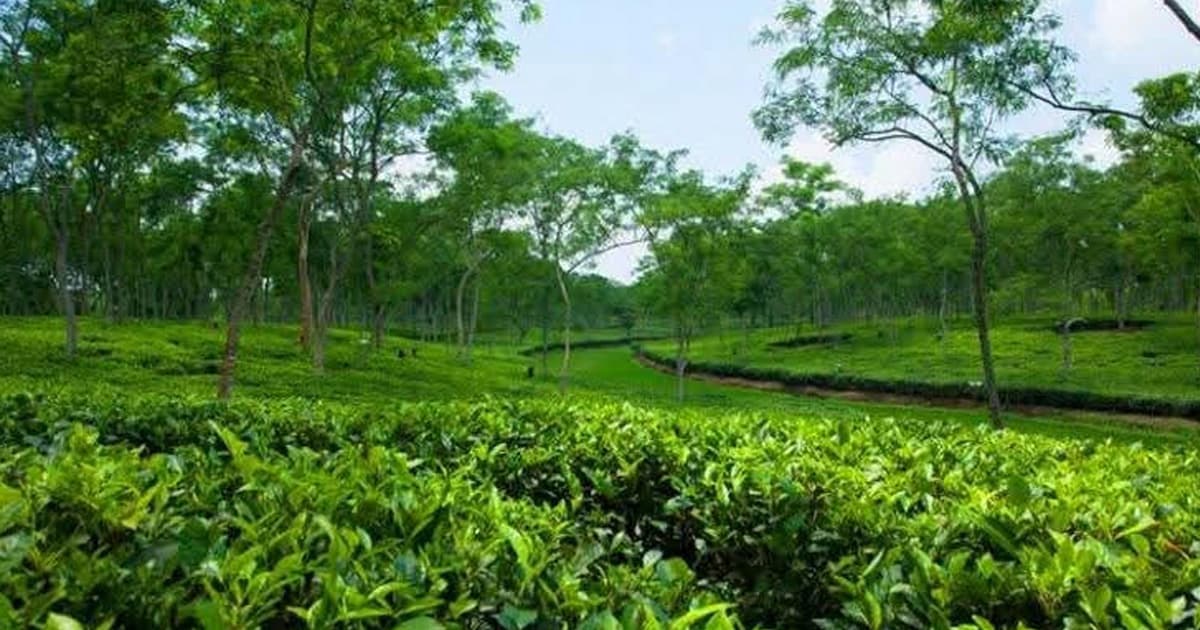 শুষ্কতা পেরিয়ে স্বস্তির বৃষ্টিতে প্রাণ পেল চা-বাগান