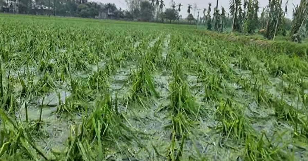 নীলফামারীতে কালবৈশাখি ঝড় শিলাবৃষ্টিতে ৪৯৩ হেক্টর জমির ফসল ক্ষতিগ্রস্ত