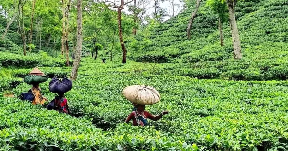 ঈদকে সামনে রেখে প্রস্তুত চায়ের দেশ মৌলভীবাজার