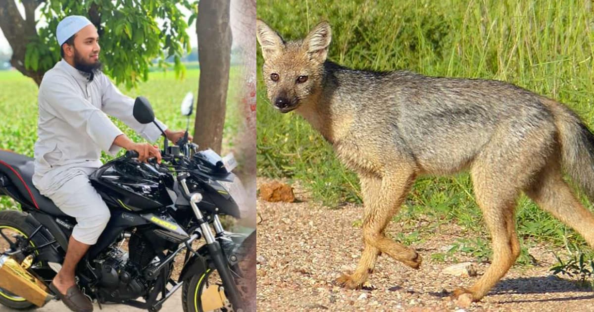 ধুনটে শিয়ালের আক্রমনে আহত সাংবাদিক