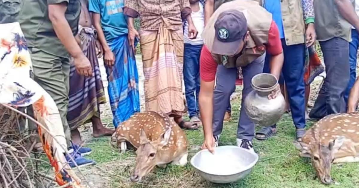 নিঝুমদ্বীপে বন ধ্বংসের প্রভাব—খাবার ও পানির খোঁজে লোকালয়ে হরিণ”