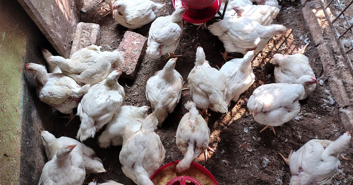 ব্রাহ্মণবাড়িয়ায় অস্থির পোল্ট্রি মুরগির বাজার