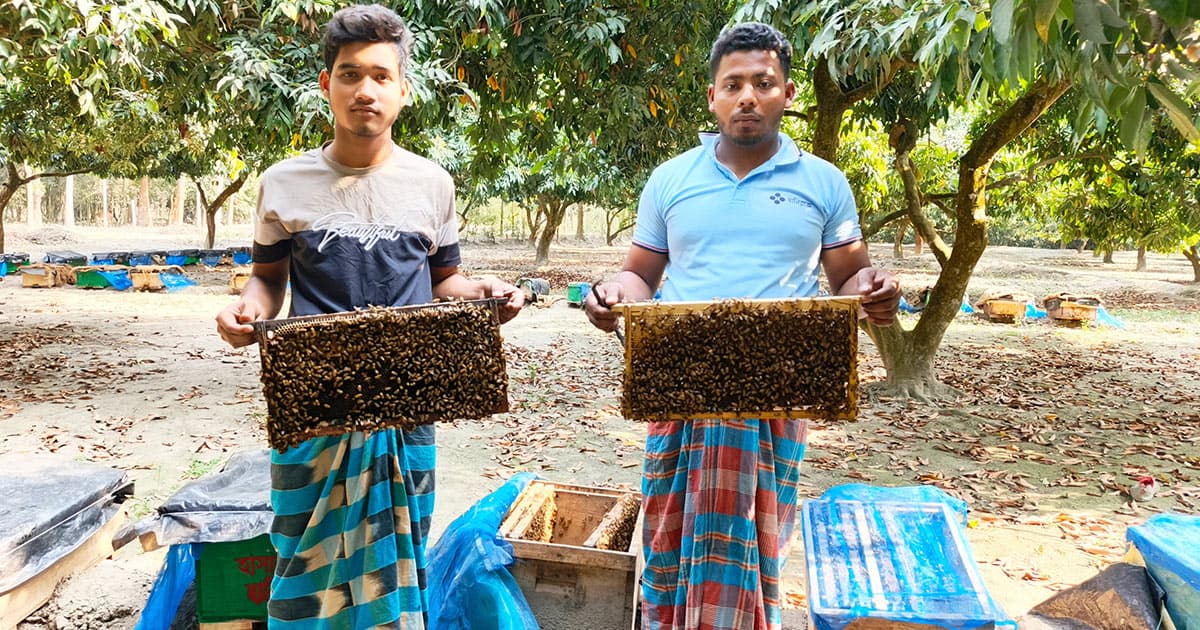 লিচু ফুলের মধু সংগ্রহে ব্যস্ত মৌচাষী