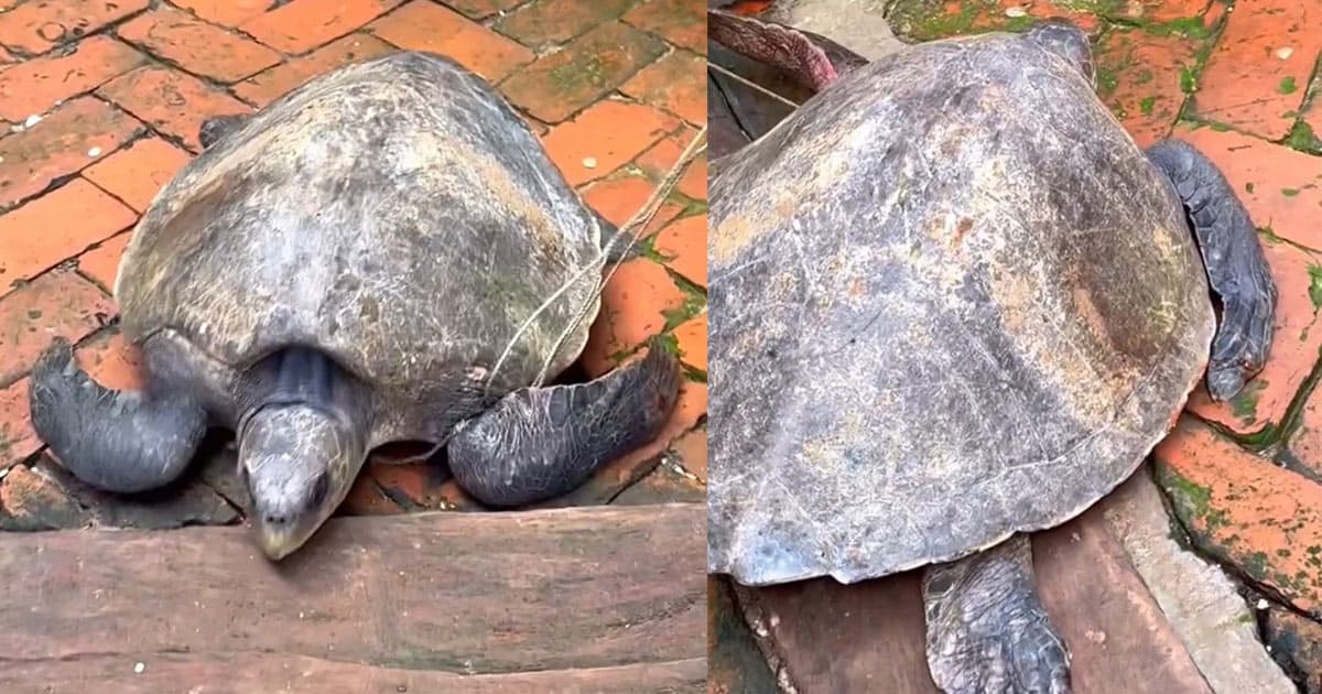 শিবচরে ৩২ কেজি ওজনের সামুদ্রিক কচ্ছপ উদ্ধার