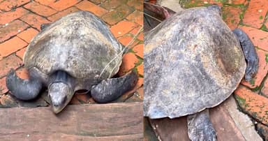 শিবচরে ৩২ কেজি ওজনের সামুদ্রিক কচ্ছপ উদ্ধার