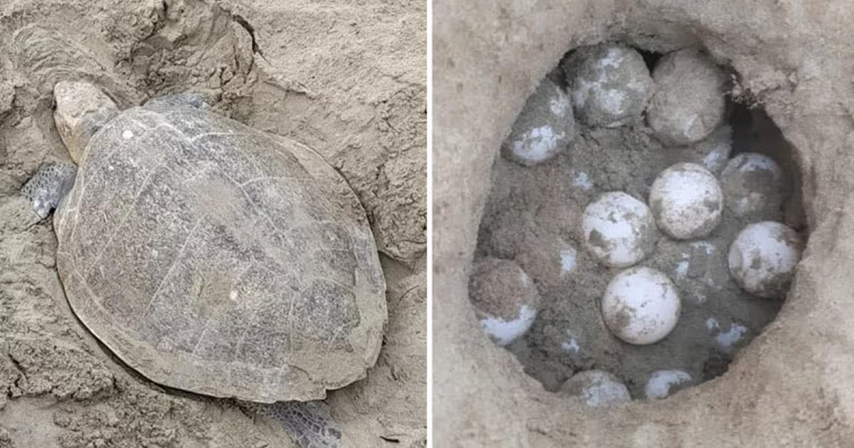 সৈকতে ১৭৩৩টি ডিম পেরেছে ১৬ কাছিম