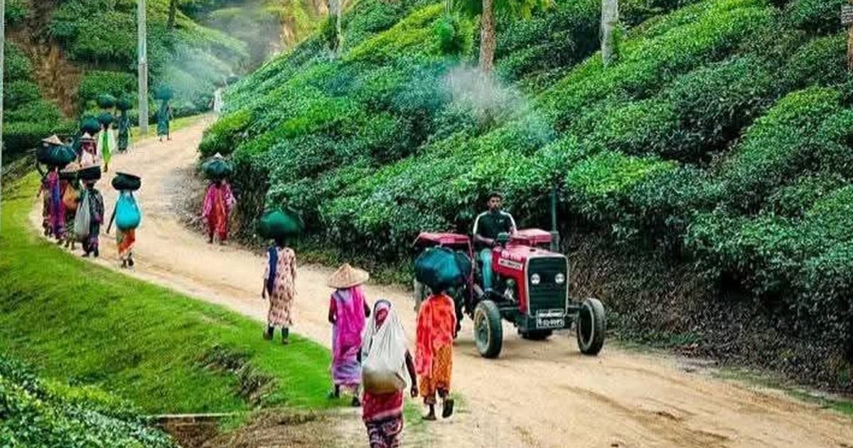 চায়ের পাতায় বেদনার গল্প