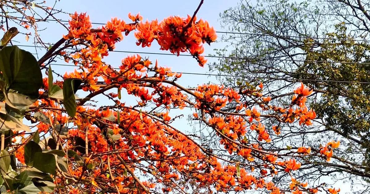 আগুনরাঙা পলাশে নতুন রূপে প্রকৃতি