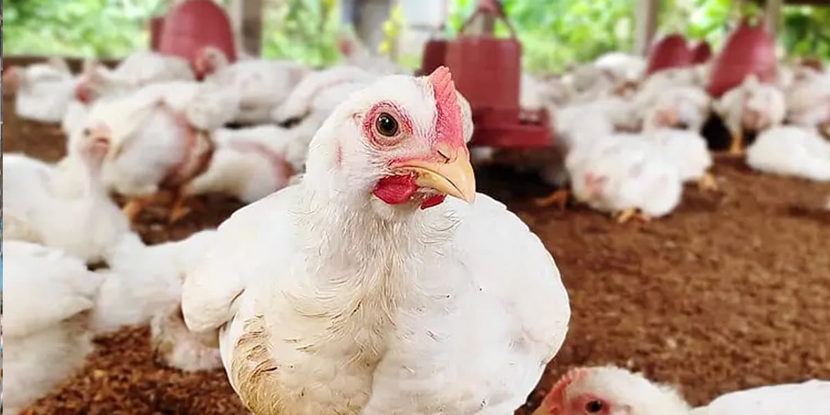 মুরগির দামে নিম্নআয়ের মানুষের কপালে ভাঁজ