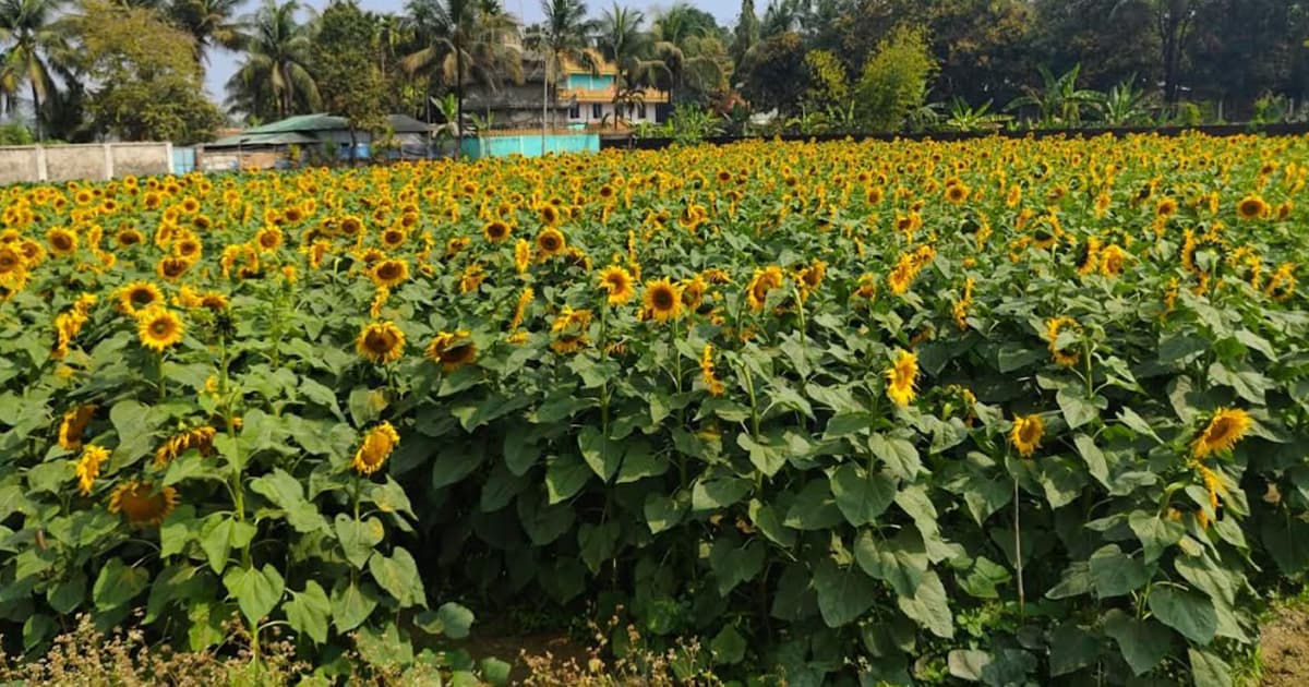 সূর্যমুখীর হাসি কৃষকের মুখে