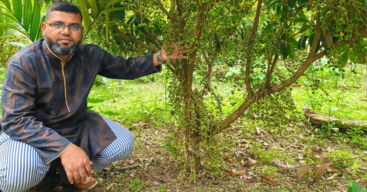 বীরগঞ্জে লটকনের বাগানে স্বপ্ন বুনছেন বাবু