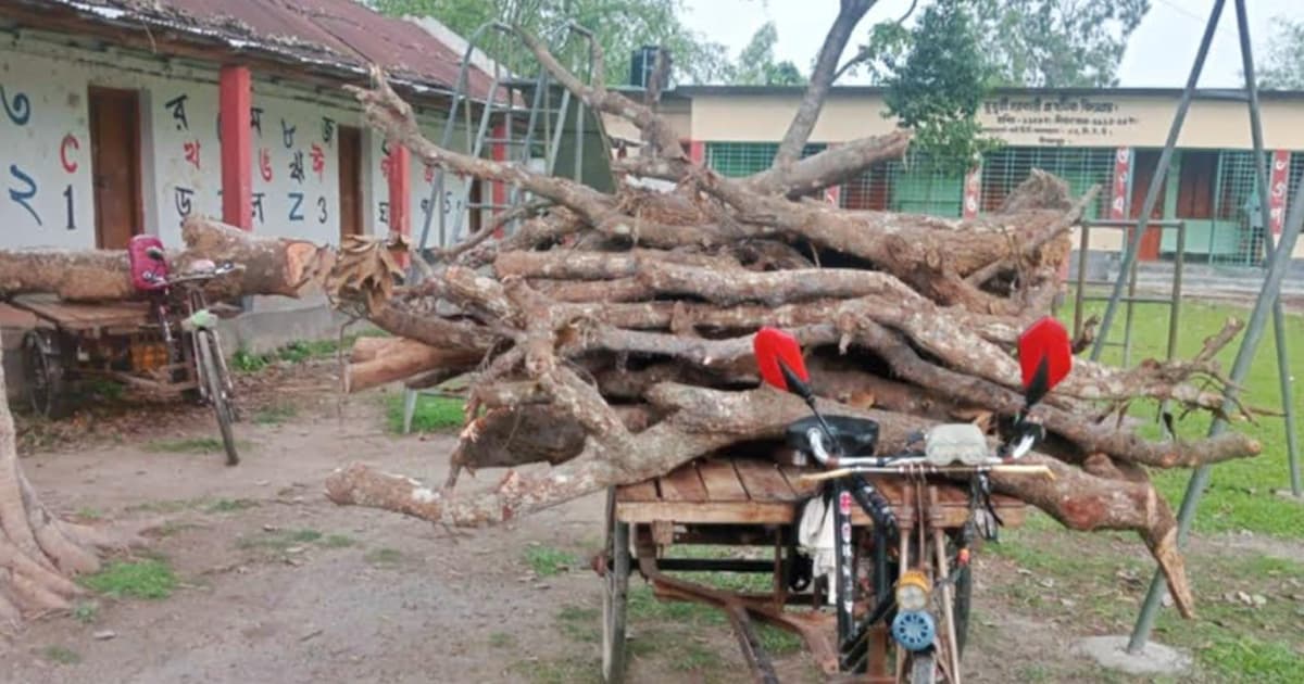 বিদ্যালয়ের প্রধান শিক্ষকের বিরুদ্ধে গাছ চুরির অভিযোগ