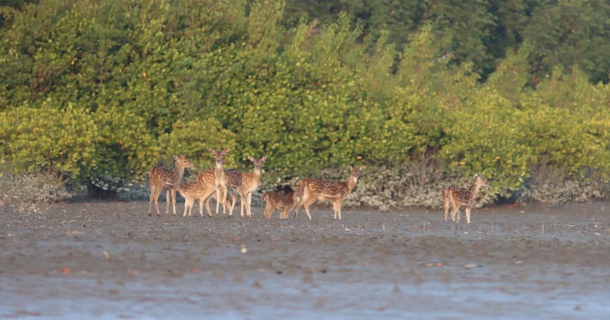 সুন্দরবন জুড়ে রেড এলার্ট: ঈদের ছুটি বাতিল বনরক্ষীদের