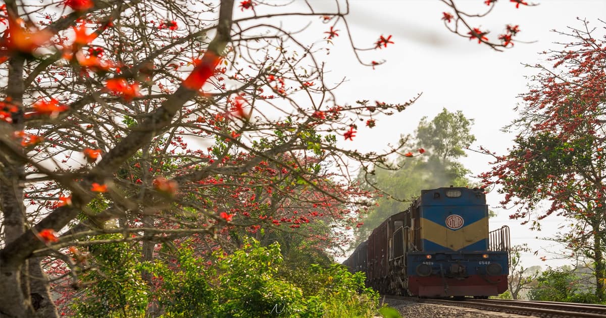 ফাগুনের আগুনে রাঙা উল্লাপাড়া রেলপথ